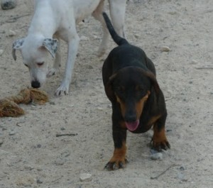 MEYER - teckel 2 ans - Asso Levriers du Sud - Espagne Meyér2-300x265