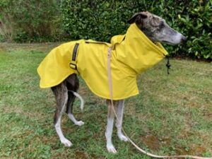 Manteau imperméable lainage fin jaune lévrier galgo podenco