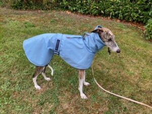 Manteau imperméable polaire ciel lévrier galgo podenco