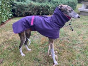 Manteau imperméable polaire mauve rose lévrier galgo podenco