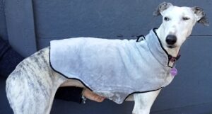 Manteau lévrier galgo podenco polaire verte claire col gris 