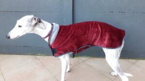 Manteau lévrier galgo podenco polaire rouge col gris 