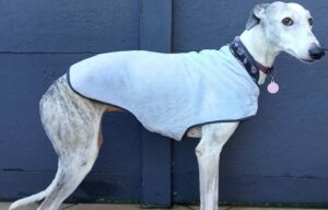 Manteau lévrier galgo podenco polaire bleu ciel col gris 