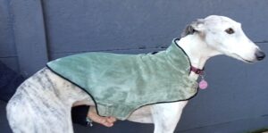 Manteau lévrier galgo podenco polaire grise col vert