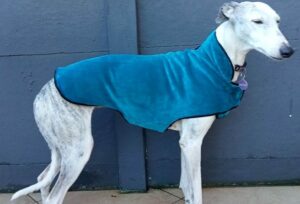 Manteau lévrier galgo podenco polaire verte col gris 