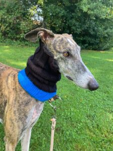 Snood cache oreilles tricoté noir bleu lévriers galgos podencos