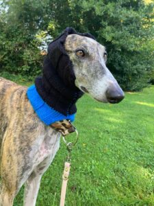 Snood cache oreilles tricoté noir bleu lévriers galgos podencos