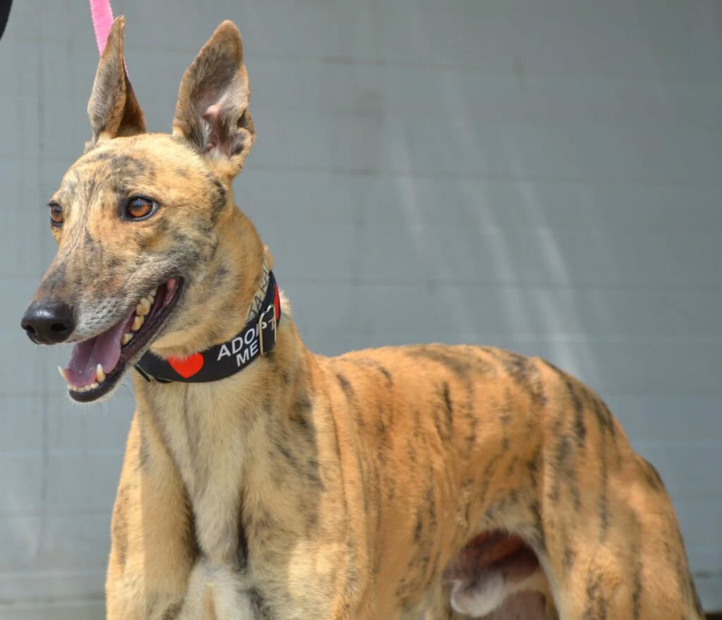 Comment adopter un lévrier
