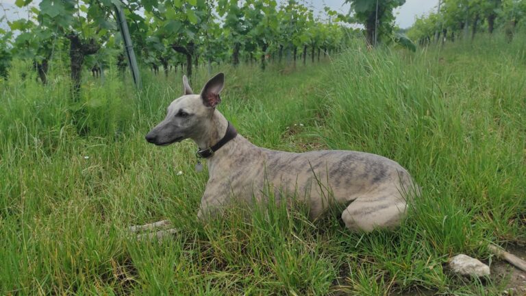 Galgo en course