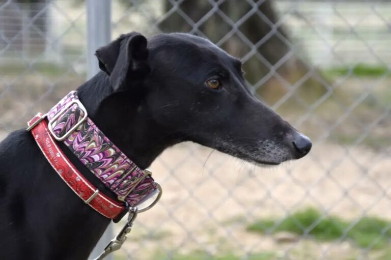 Galgo au repos