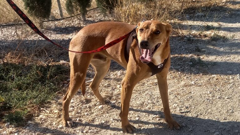 Podenco en action
