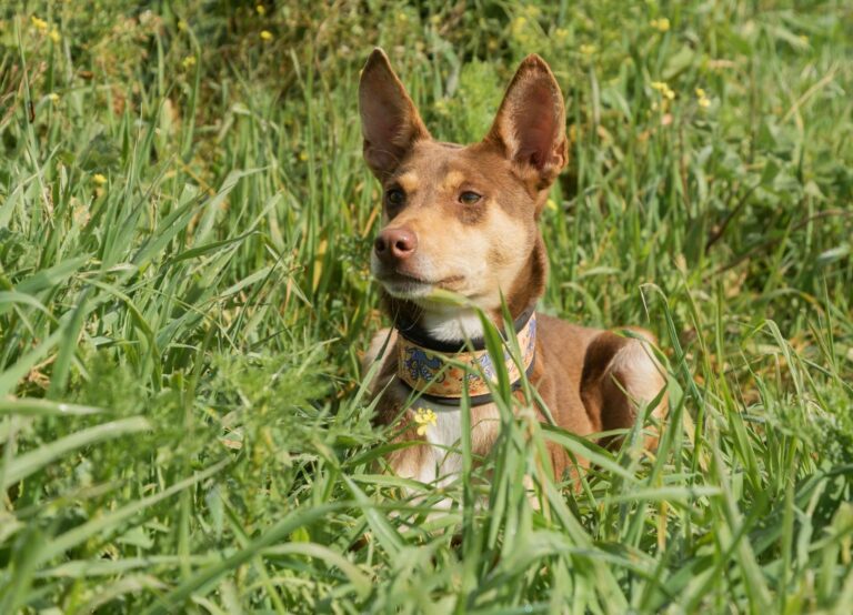 Podenco à la maison