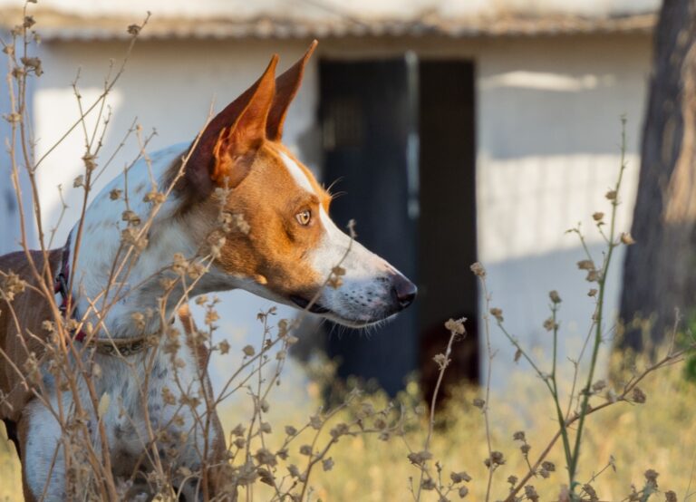 Podenco